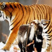 В Приморском сафари-парке умер друживший с тигром козёл Тимур